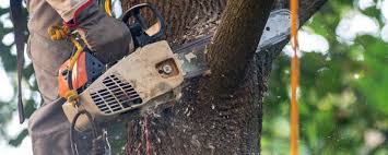 Best Tree Cabling and Bracing  in Pleasant Grove, UT