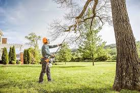 How Our Tree Care Process Works  in  Pleasant Grove, UT