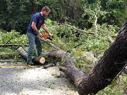 Best Fruit Tree Pruning  in Pleasant Grove, UT