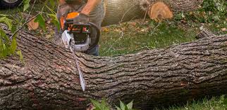 Best Commercial Tree Services  in Pleasant Grove, UT