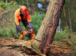 Best Leaf Removal  in Pleasant Grove, UT