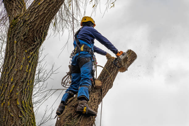 Best Tree Trimming and Pruning  in Pleasant Grove, UT