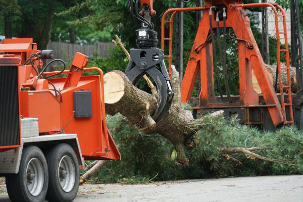 Best Seasonal Cleanup (Spring/Fall)  in Pleasant Grove, UT