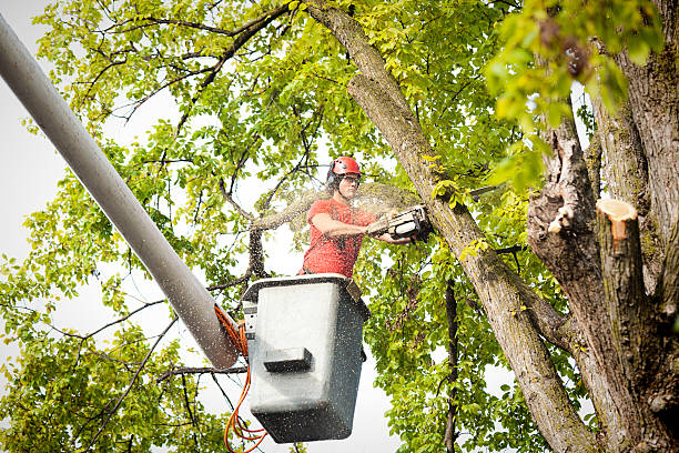 Best Palm Tree Trimming  in Pleasant Grove, UT