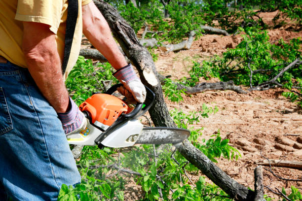 Pleasant Grove, UT Tree Removal Company